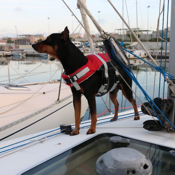 Lalizas - Comfy Pet Buoyancy Aid, XL